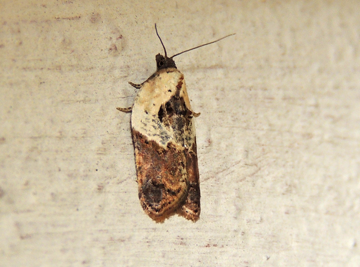 Acleris variegana Tortricidae